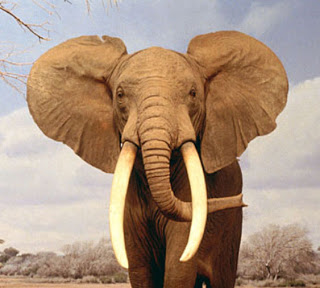 De empresa elefante a empresa gacela