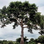 Pensar en Soluciones: Analogía del Árbol