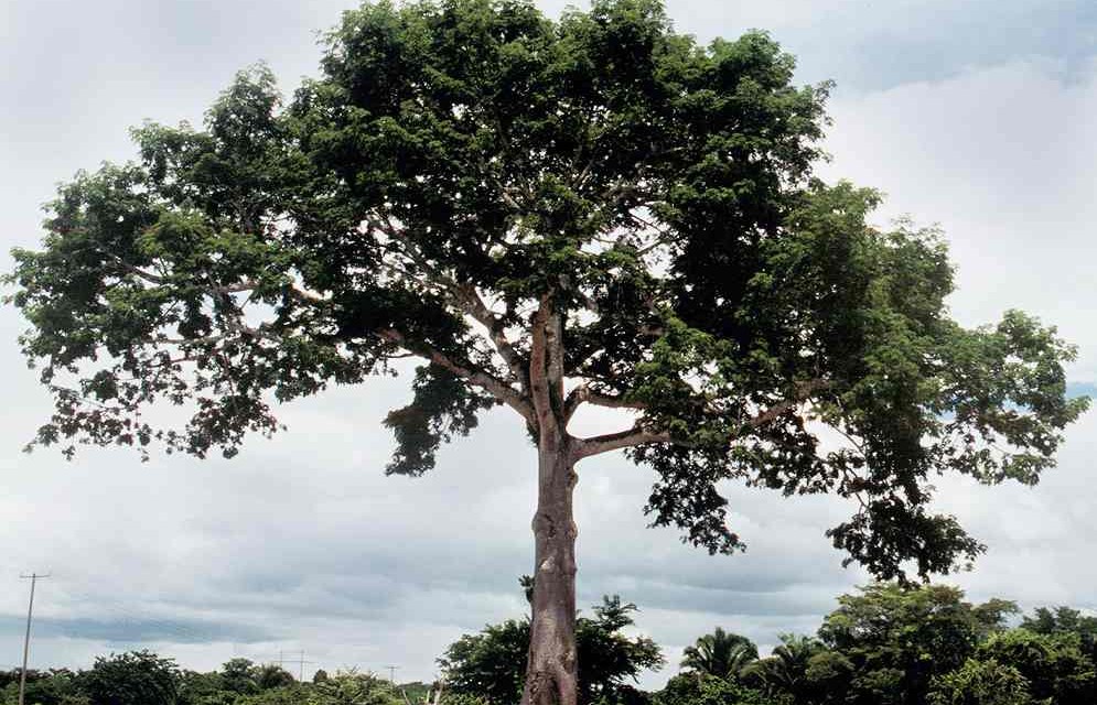 Pensar en Soluciones: Analogía del Árbol
