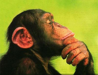 Los animales y el #liderazgo #infografía
