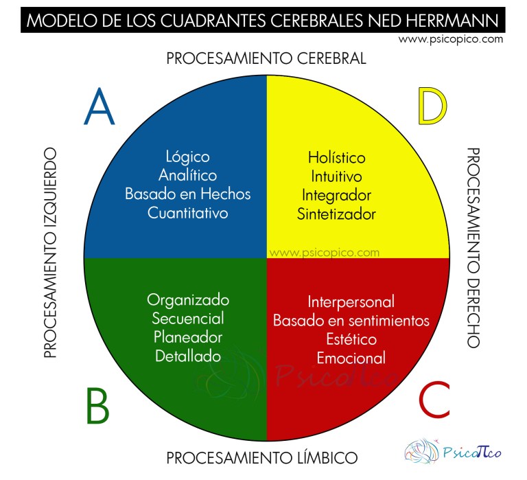 Preferencias Hemisféricas de Ned Herrmann | Ser Líder - Management y  Creatividad